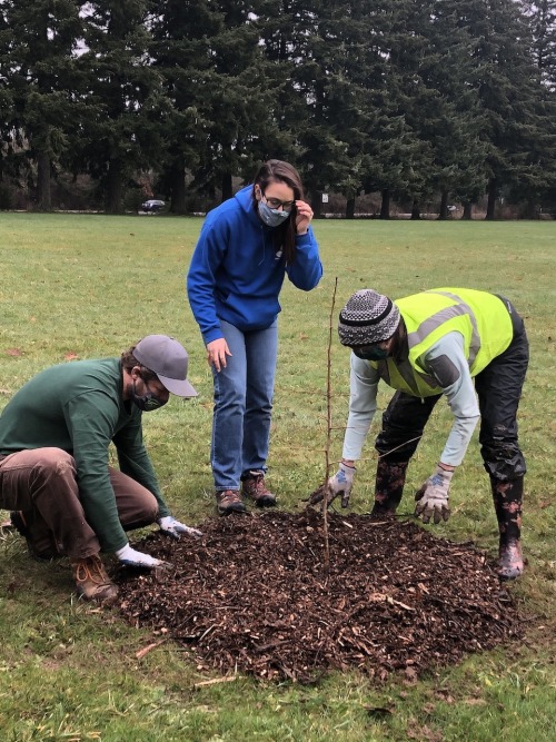 Sylvan, Jennifer, and Rachel arrange mulch around Ginkgo tree
